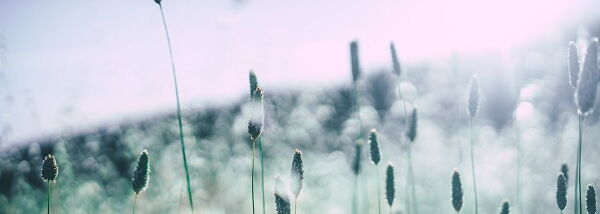 Pollen