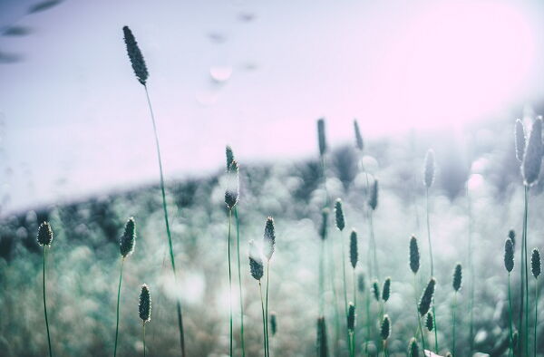 Pollen