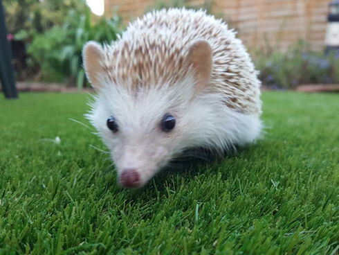 Creating a pet friendly garden with synthetic grass