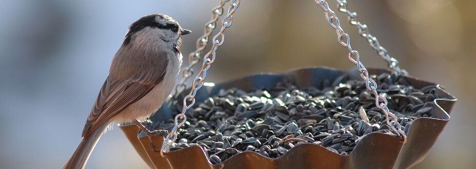 bird feeding
