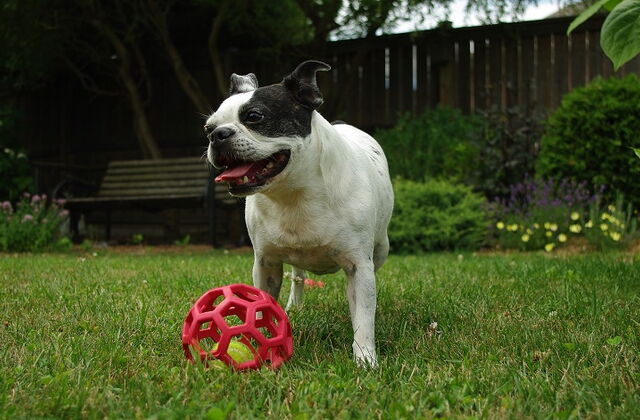 dog playing on artificial grass