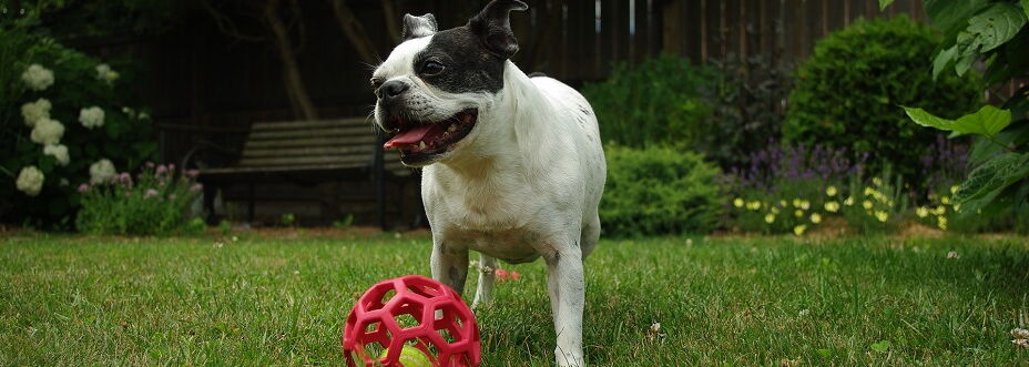 dog playing on artificial grass