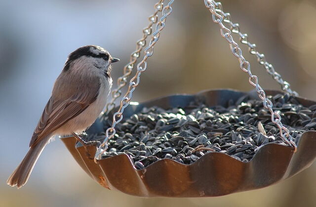 bird feeding