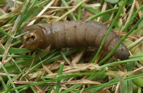 grub