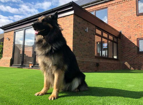 Dog istting on artificial grass